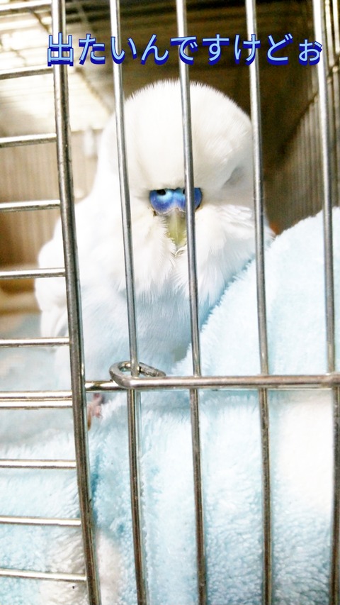 Polish_20230514_162737115
