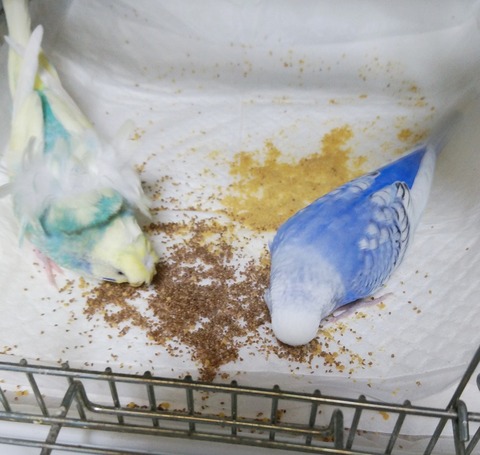 Polish_20230509_213818360