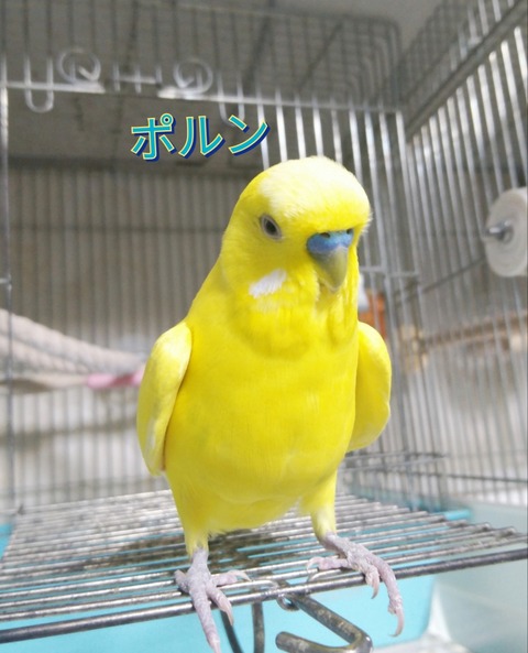 Polish_20230319_002545804