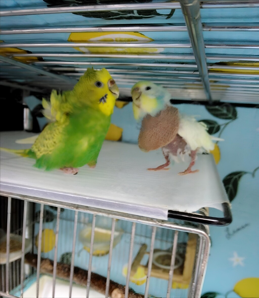 毎日ドキドキしている : PBFDそらちゃんと☆あむしろインコ日記☆