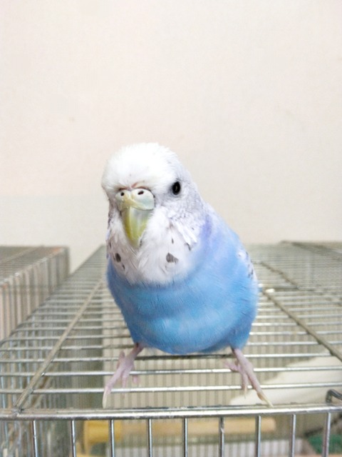 Polish_20240326_055346819