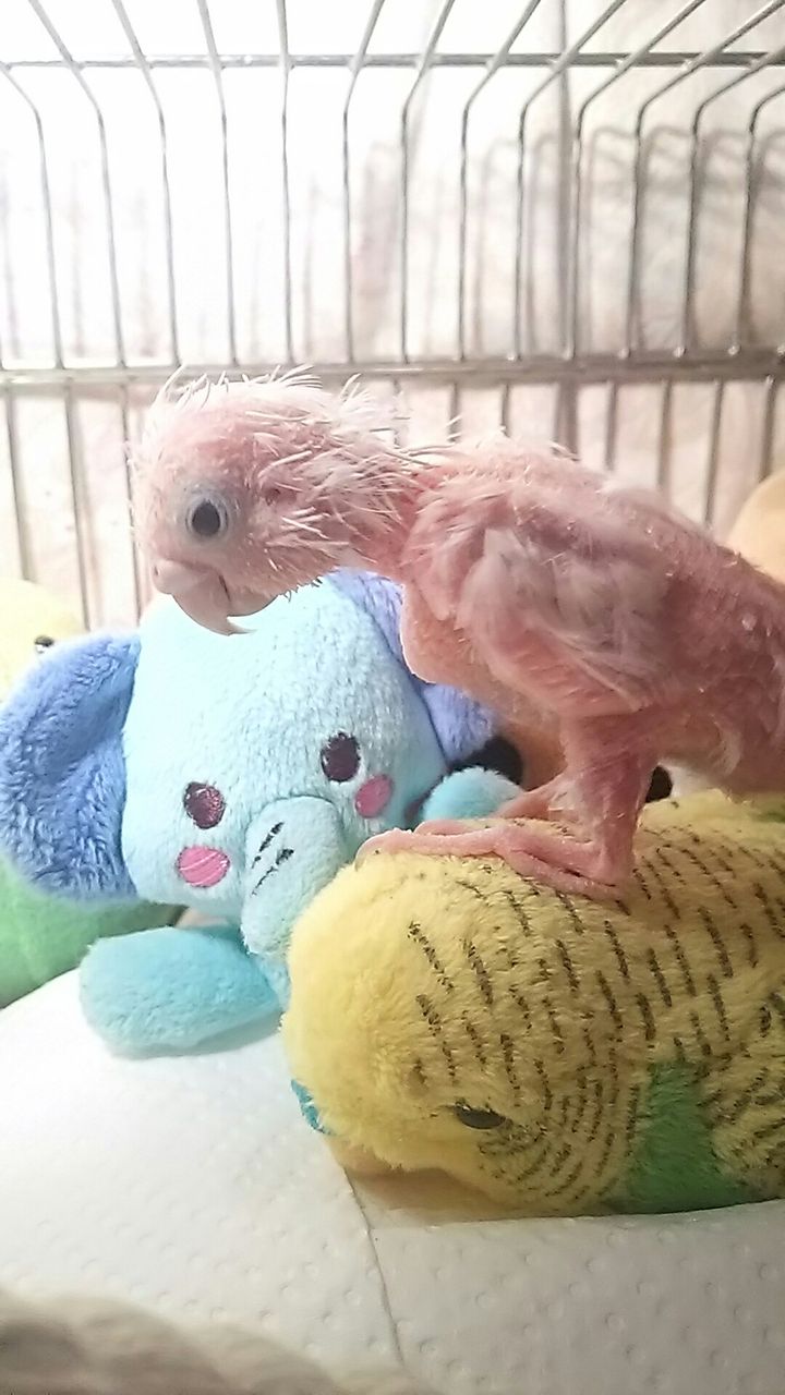 しんどそうなそらちゃん Pbfdそらちゃんと あむしろインコ日記 しんどそうなそらちゃん Pbfdそらちゃんと あむしろインコ日記