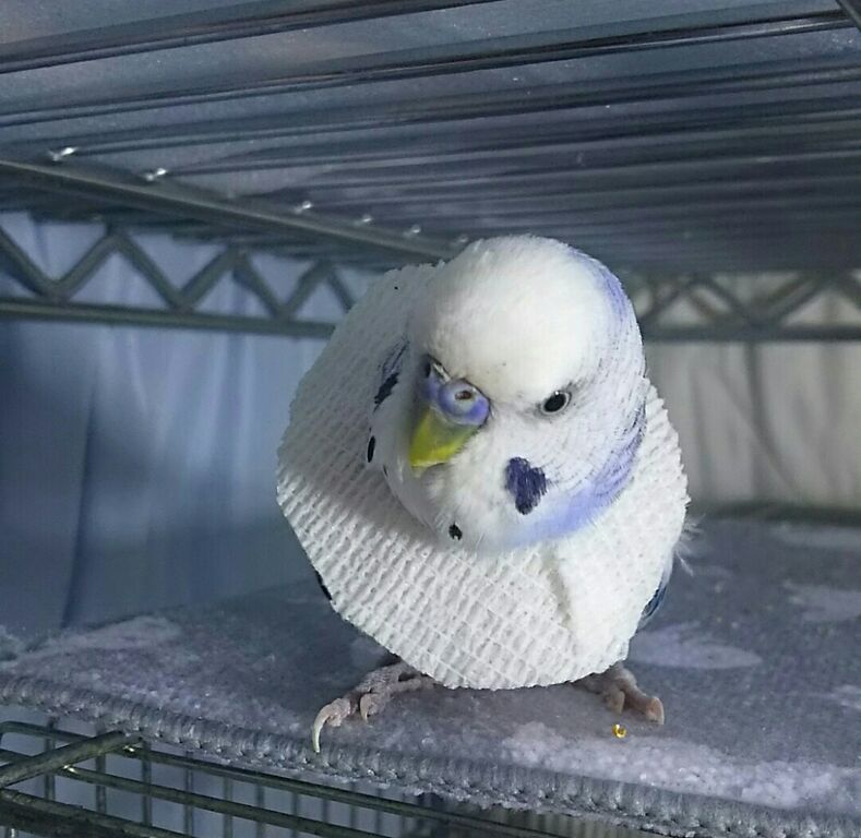 るーちん エリカラ始めました Pbfdそらちゃんと あむしろインコ日記