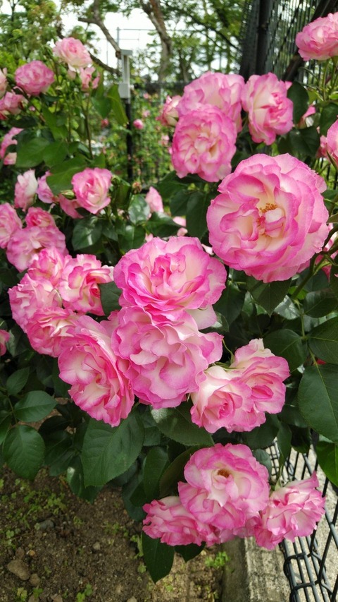 Polish_20250516_045346578