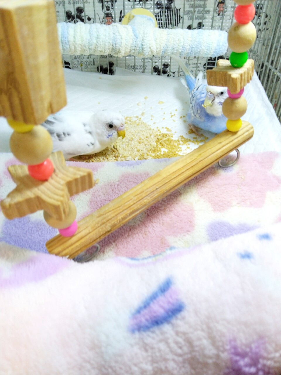 写真撮れた子達📷 : PBFDそらちゃんと☆あむしろインコ日記☆