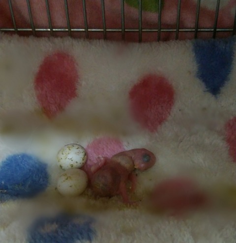 Point Blur_20190529_145305