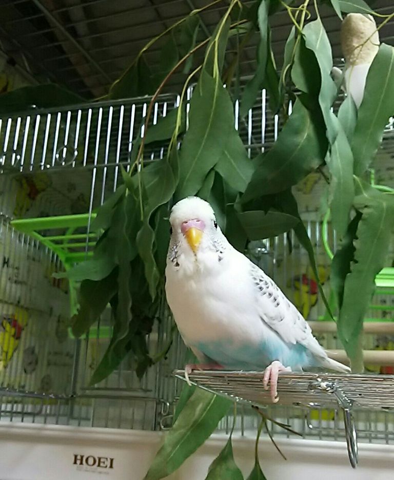 ユーカリに歓喜 Pbfdそらちゃんと あむしろインコ日記 ユーカリに歓喜 Pbfdそらちゃんと あむしろインコ日記