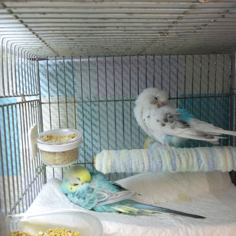 Polish_20250119_033609714