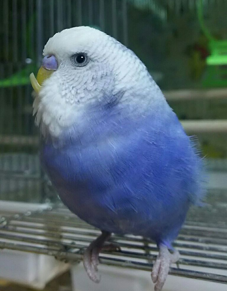 受け口のニト 病院でドリル治療される Pbfdそらちゃんと あむしろインコ日記