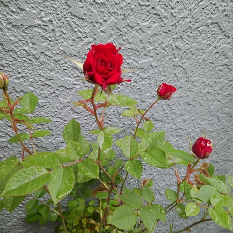 Polish_20230507_154834488