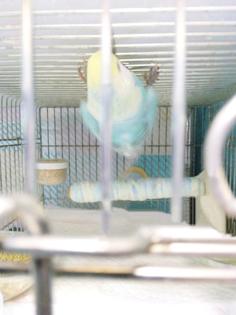 Polish_20250807_011726061