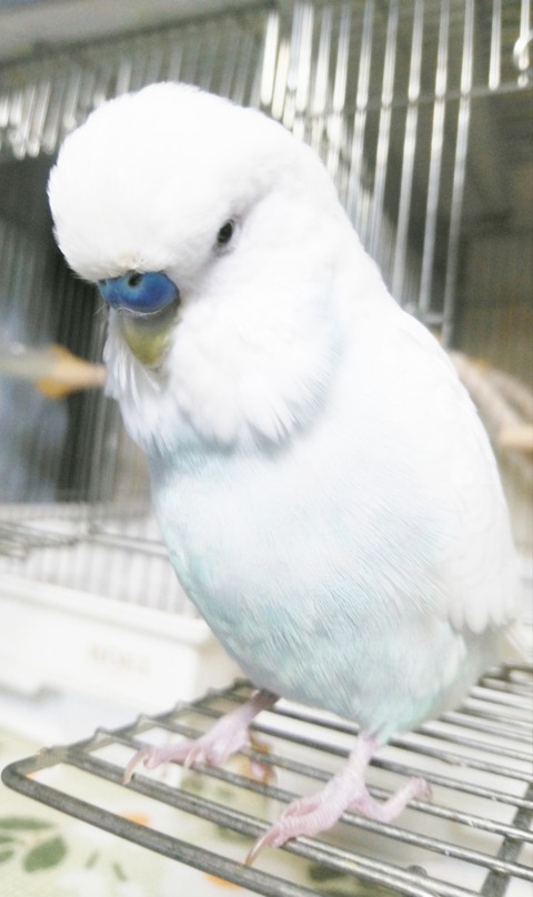 Polish_20230430_160623304
