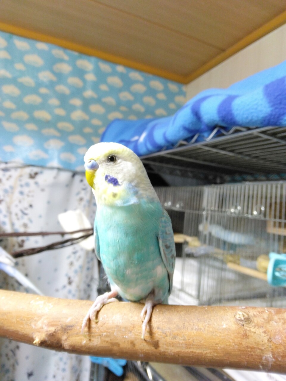 両目がもう殆ど見えないカミルのお世話をするここにゃん : PBFDそら