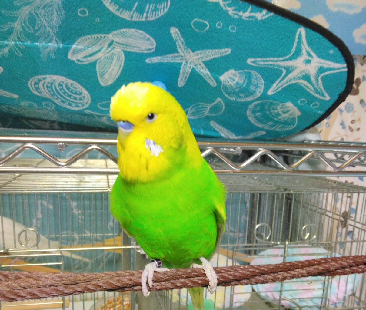 pedomom zubrowk 本日の写真📷 : PBFDそらちゃんと☆あむしろインコ日記☆