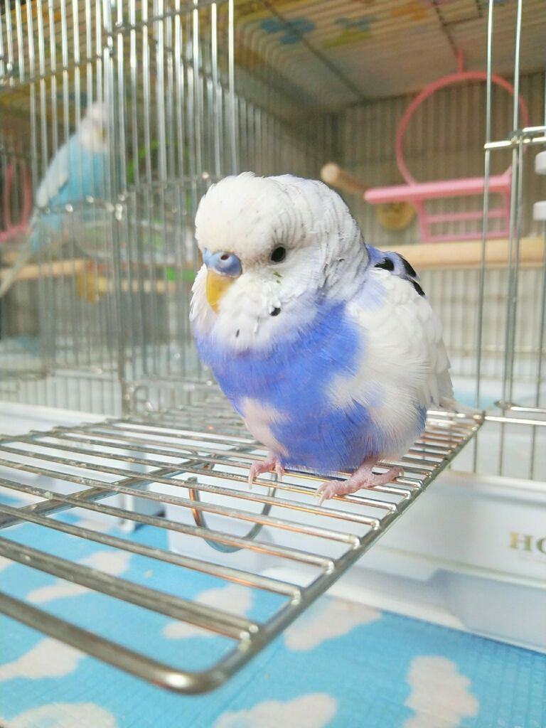まだ連れて行かないで Pbfdそらちゃんと あむしろインコ日記