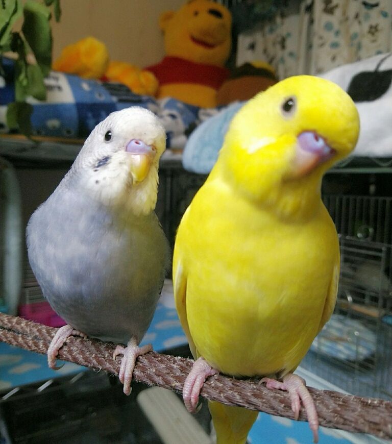 ジャンボセキセイ 今日は黄色ちゃん推し Pbfdそらちゃんと あむしろインコ日記