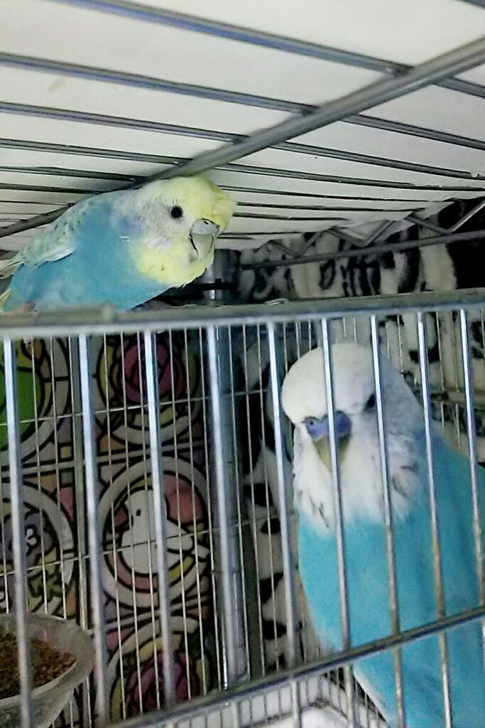 見てるとおもしろい Pbfdそらちゃんと あむしろインコ日記