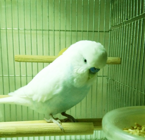 Polish_20230428_211533021