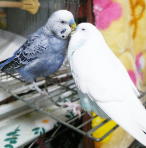 Polish_20230503_174116642