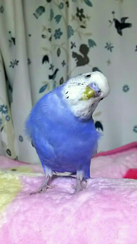 Pbfdそらちゃんと あむしろインコ日記 年07月14日