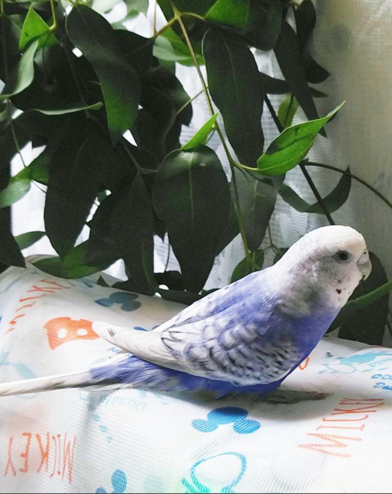 ユーカリ 今日はメスッ子達 Pbfdそらちゃんと あむしろインコ日記 ユーカリ 今日はメスッ子達 Pbfdそらちゃんと あむしろインコ日記