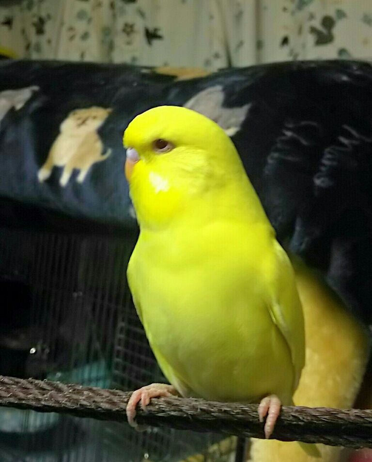 ジャンボセキセイ 今日は黄色ちゃん推し Pbfdそらちゃんと あむしろインコ日記