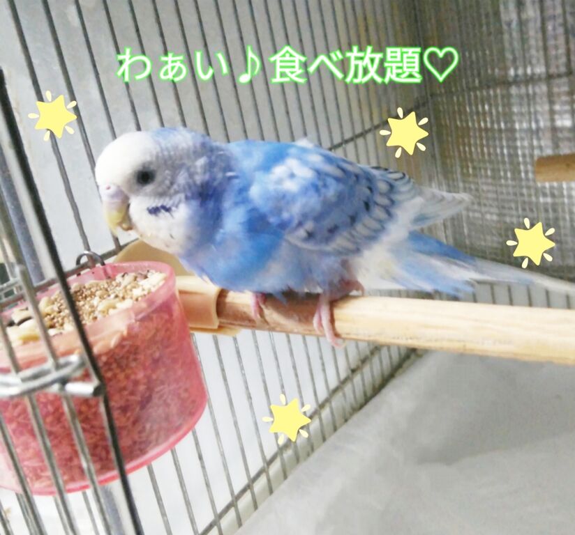 27gのジュニと旦那に感謝 : PBFDそらちゃんと☆あむしろインコ日記☆