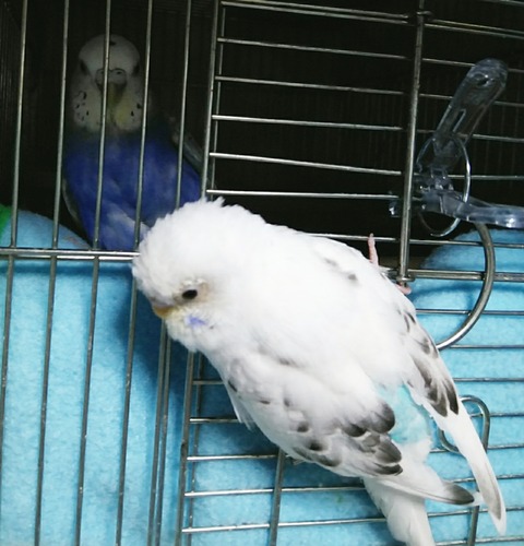Polish_20210128_215707223