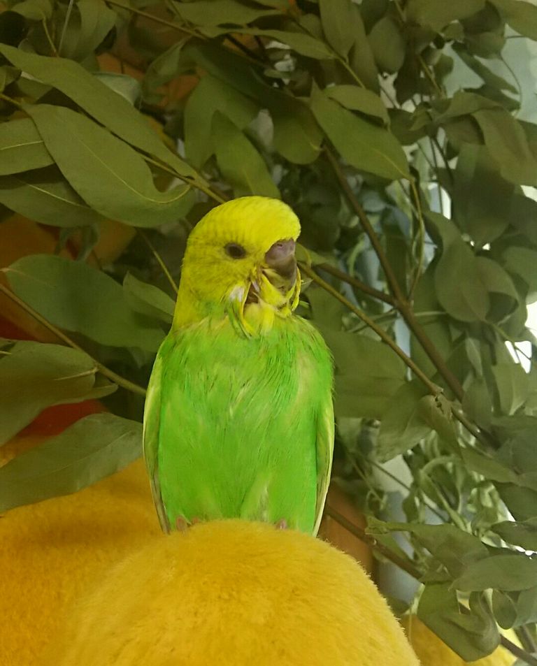ユーカリでご機嫌なブロリー Pbfdそらちゃんと あむしろインコ日記 ユーカリでご機嫌なブロリー Pbfdそらちゃんと あむしろインコ日記