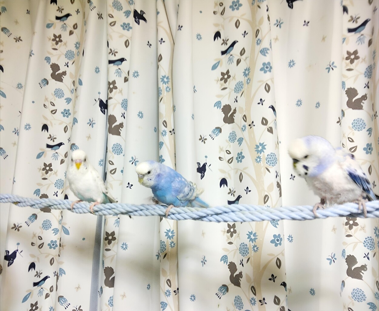 今日は母の日でグッタリ : PBFDそらちゃんと☆あむしろインコ日記☆