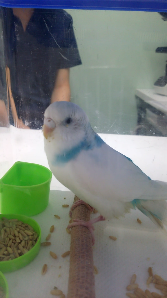 退院してまた入院 Pbfdそらちゃんと あむしろインコ日記 退院してまた入院 Pbfdそらちゃんと あむしろインコ日記