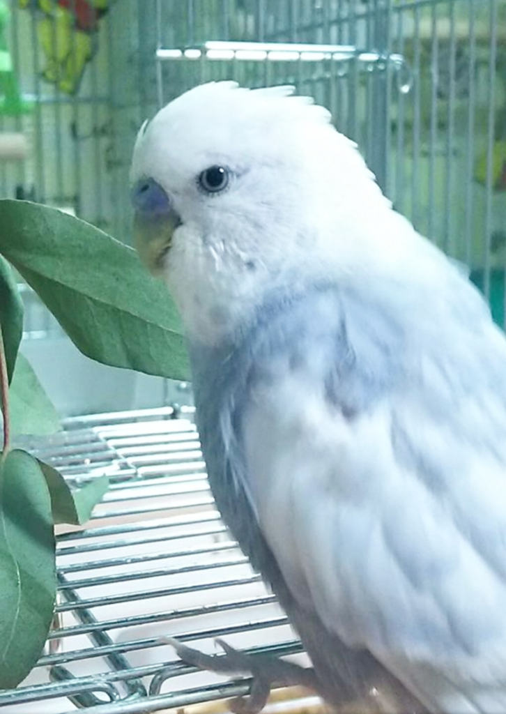 精巣腫瘍だったりるるんパパへ ありがとう Pbfdそらちゃんと あむしろインコ日記