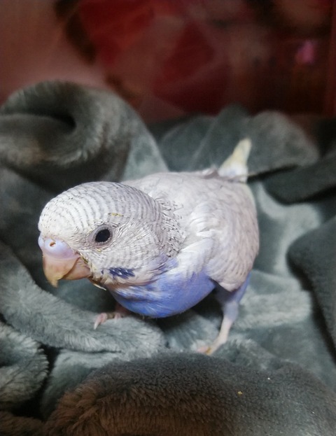 Polish_20240307_002934049