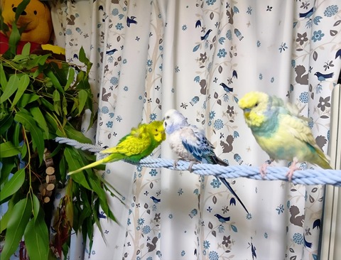 Polish_20251204_153935199