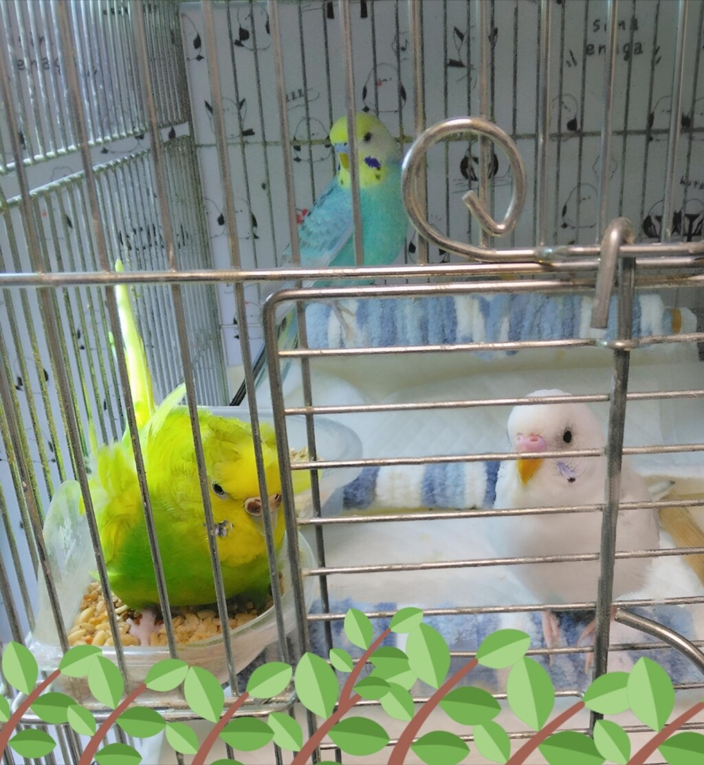 ころんちゃんの侵入癖は健在であった : PBFDそらちゃんと☆あむしろ