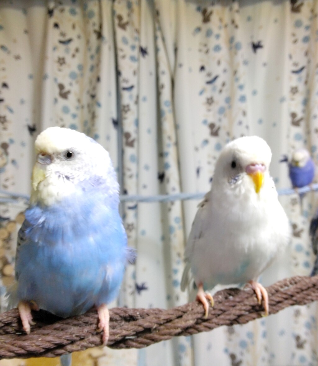今日は母の日でグッタリ : PBFDそらちゃんと☆あむしろインコ日記☆