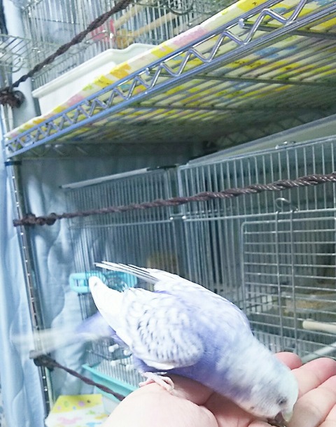 Polish_20210829_221139549