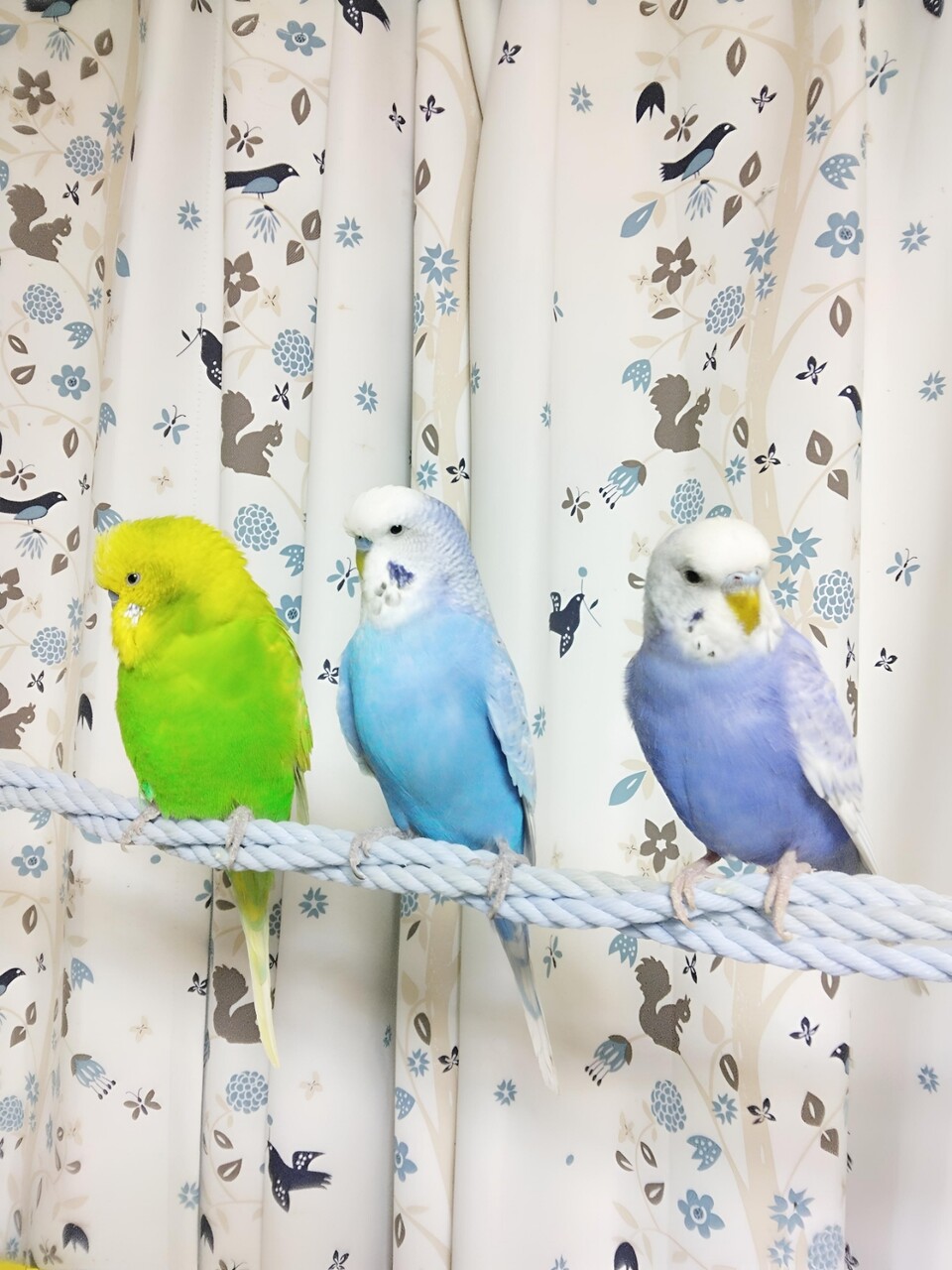 ぴょんきちさま確認ページ♡ 楽天市場】本型金庫 辞書型金庫 隠し金庫 セーフティーボックス