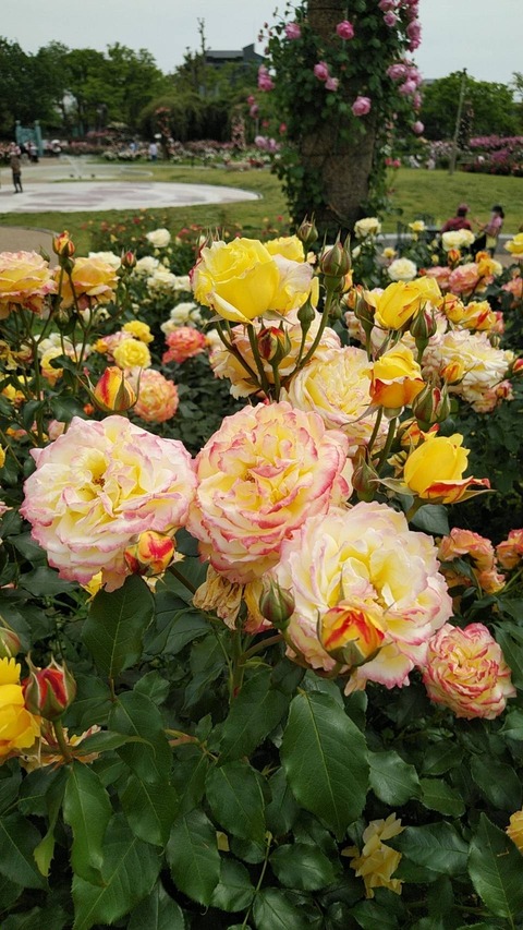 Polish_20250516_045408011