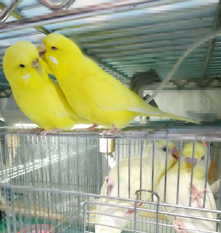 いつもいちゃこら ジャンボバナナっ子姉妹 Pbfdそらちゃんと あむしろインコ日記 いつもいちゃこら ジャンボバナナっ子姉妹 Pbfdそらちゃんと あむしろインコ日記