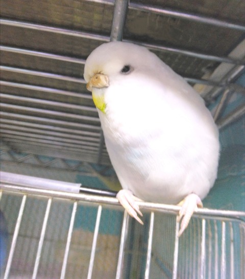 Polish_20250425_022132835