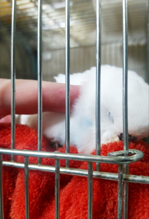 Polish_20230717_200326522