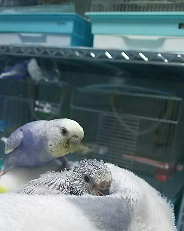 ましろさんの雛ちゃん生後30日目と28日目と26日目 Pbfdそらちゃんと あむしろインコ日記