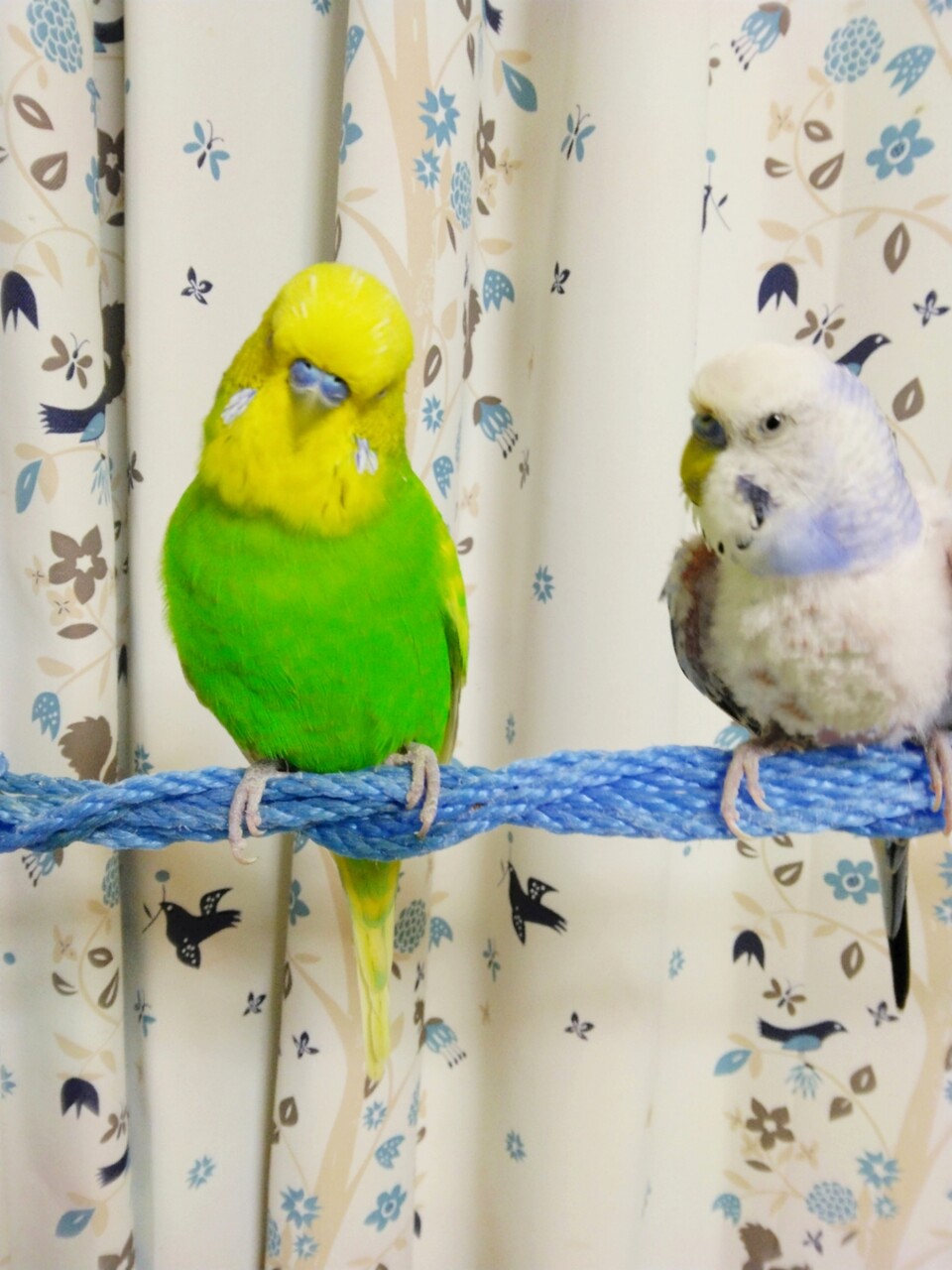このまま安定します様に🙏 : PBFDそらちゃんと☆あむしろインコ