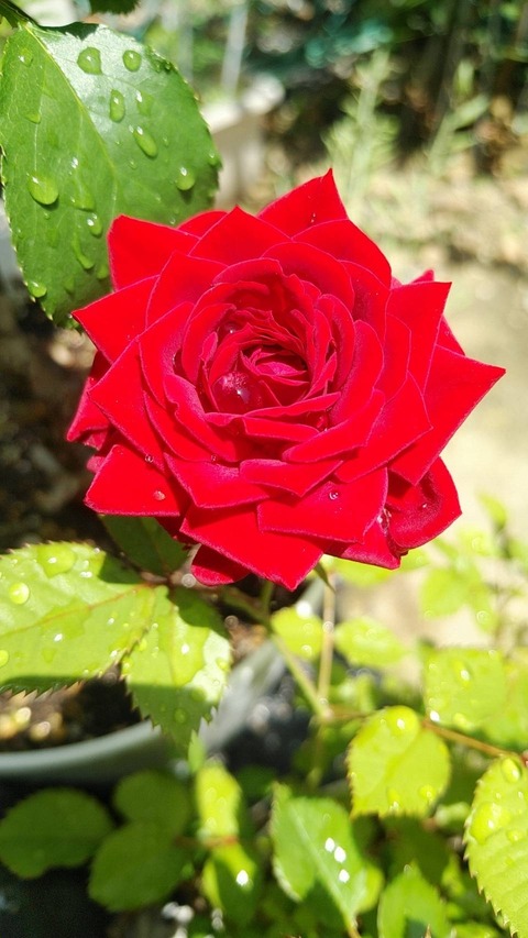 Polish_20250520_141418243