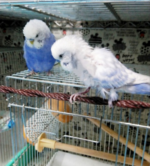 Polish_20231129_205108355