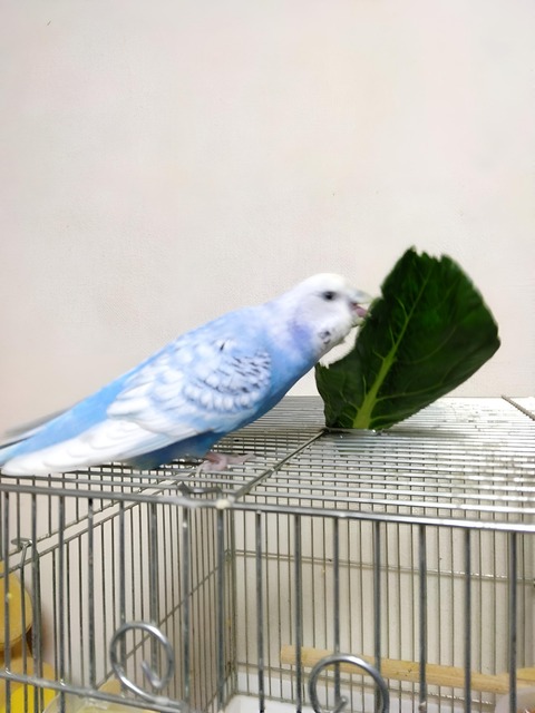 Polish_20250529_185045766
