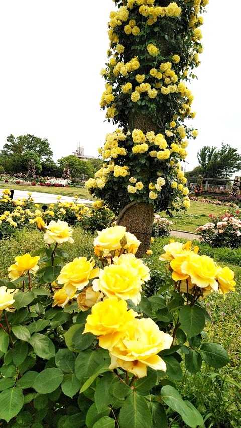 Polish_20250516_024116508