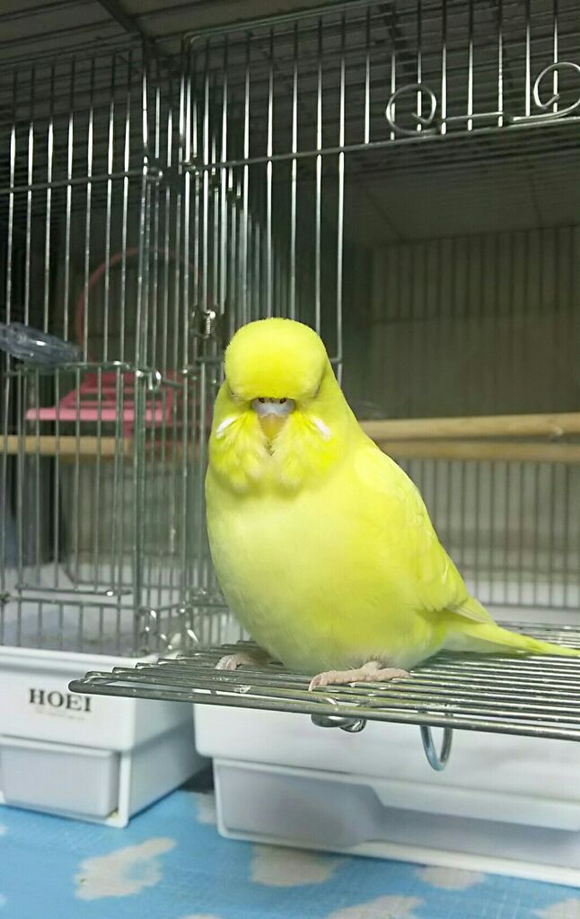 ジャンボセキセイ 今日は黄色ちゃん推し Pbfdそらちゃんと あむしろインコ日記