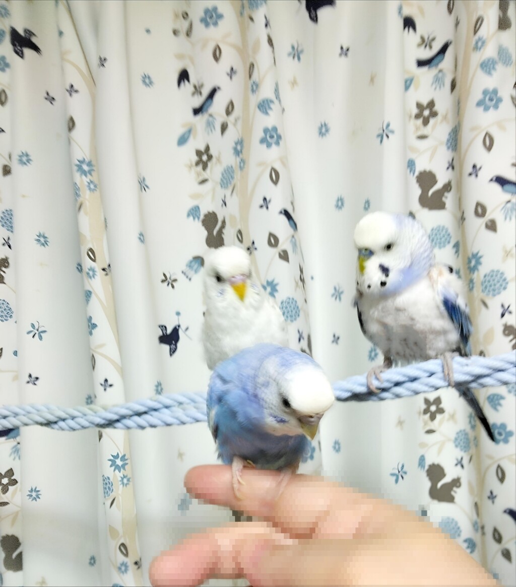 今日は母の日でグッタリ : PBFDそらちゃんと☆あむしろインコ日記☆